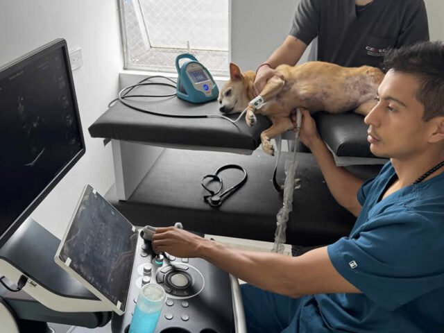 Cardiología y Ecografía Veterinaria en Armenia: Cuidado Avanzado para el Corazón de tu Mascota