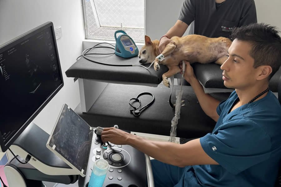 Cardiología y Ecografía Veterinaria en Armenia