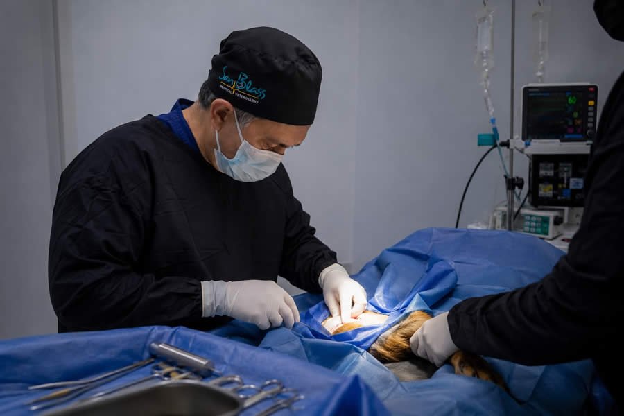 Cirugía Ortopédica Rodilla Perros Armenia