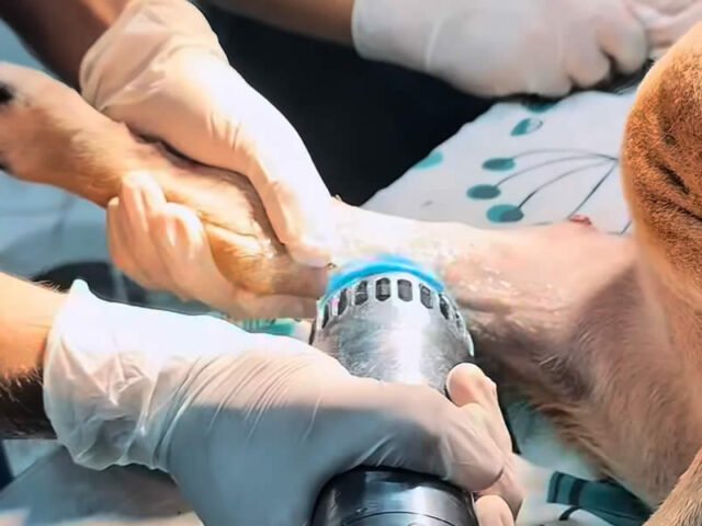 Fisiatría y Rehabilitación Veterinaria en Armenia: Recupera la Movilidad de tu Mascota