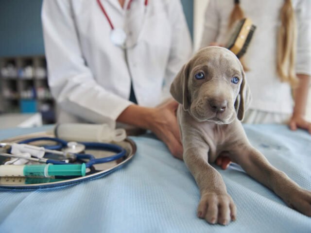 Hospitalización Veterinaria en Armenia: Monitoreo Profesional Continuo 24/7