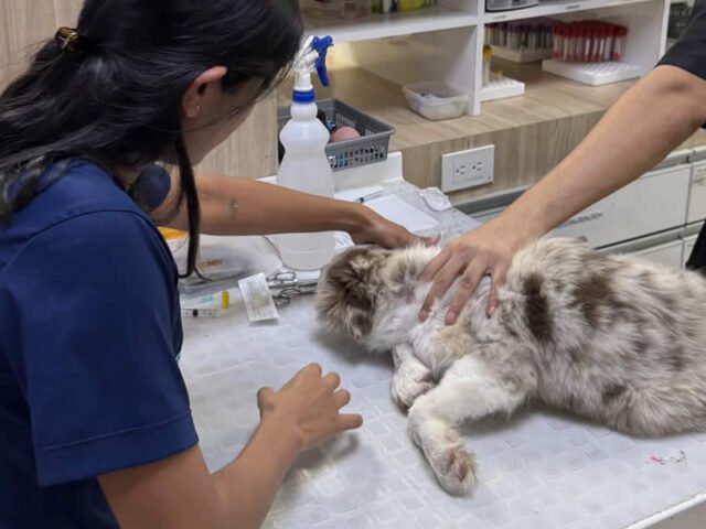 Medicina Interna Veterinaria en Armenia: Cuidado Especializado para Perros y Gatos