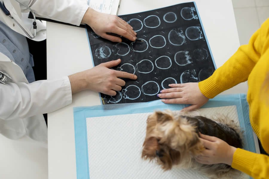 Neurología Veterinaria en Armenia