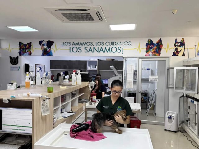 Oncología Veterinaria en Armenia: Cuidado Avanzado y Compasivo en San Blas