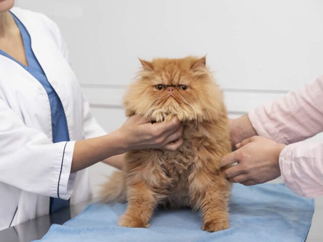 Bultos o Masas en Perros y Gatos: ¿Cuándo Consultar al Oncólogo Veterinario?