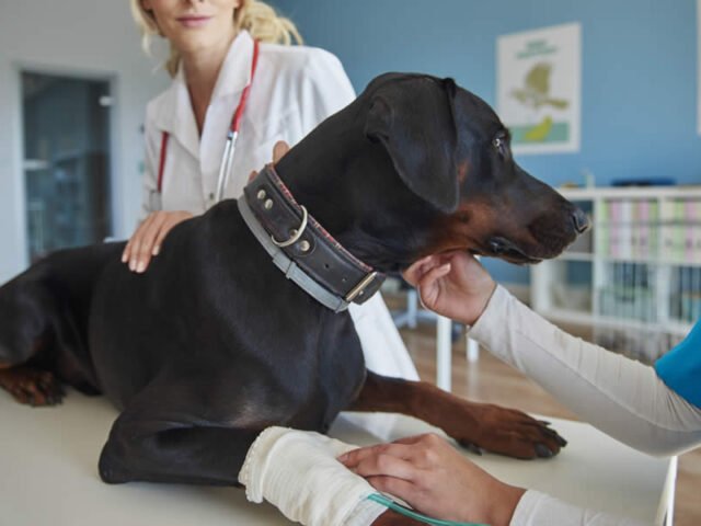 Displasia de Cadera en Perros: Síntomas, Tratamientos y Cirugía en Armenia