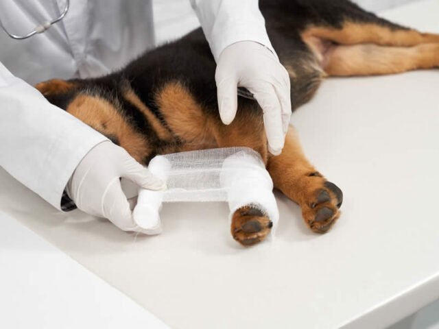 Fracturas en Perros y Gatos: ¿Qué Hacer ante un Golpe o Caída Fuerte?