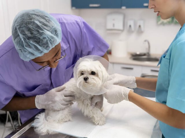 Hernia Discal en Perros: Por qué mi Perro Arrastra las Patas Traseras