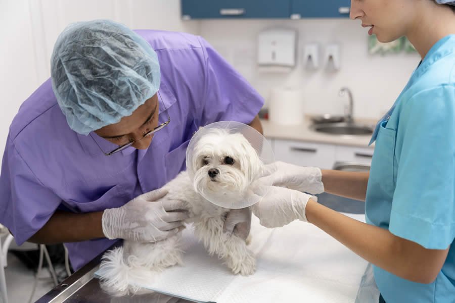 Hernia Discal en Perros