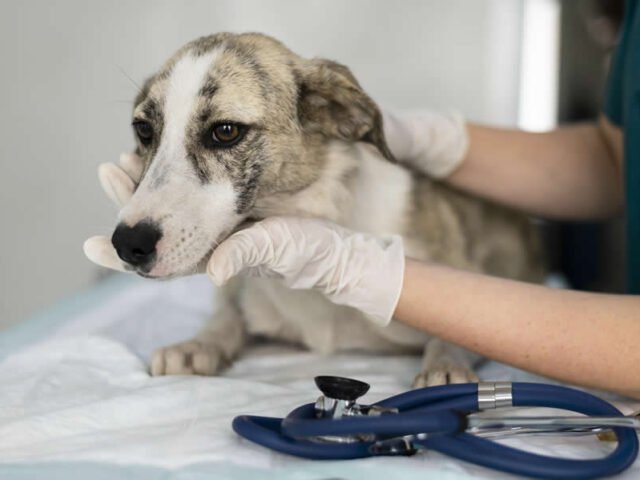 Pérdida de Equilibrio y Cabeza Ladeada en Perros y Gatos: Síndrome Vestibular