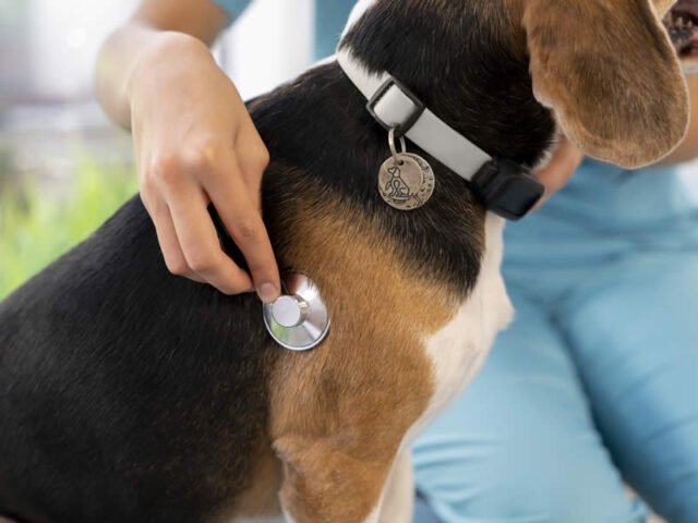 Mi Perro Tiene Tos Frecuente o Soplo en el Corazón: Causas y Diagnóstico