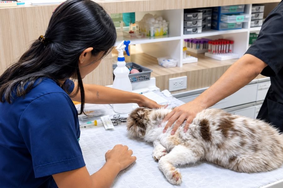 Cuándo acudir al internista veterinario para evaluar la salud de un perro