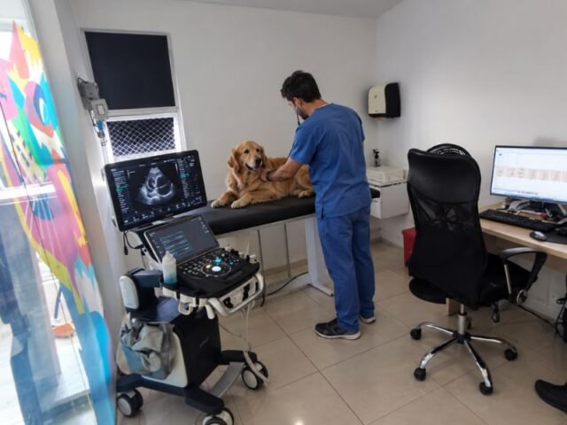 Cardiopatías en perros: cómo reconocer las señales y cuidar su salud cardíaca
