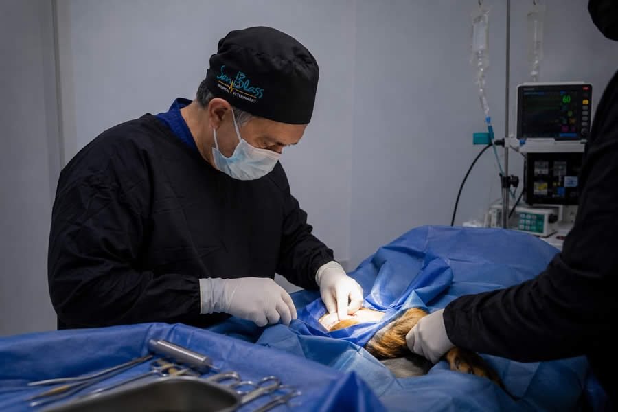 Cirugía Ortopédica Rodilla Perros Armenia