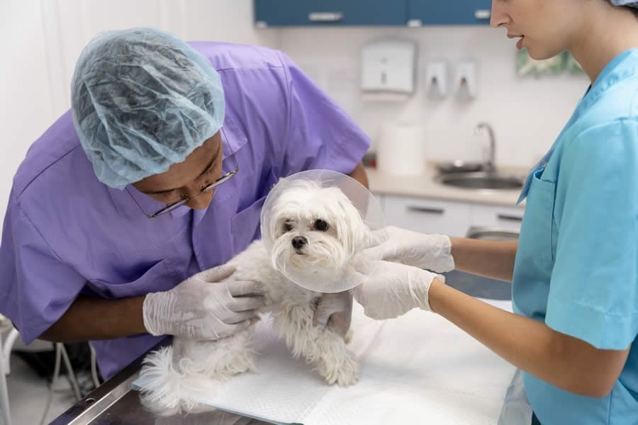 Hernia Discal en Perros