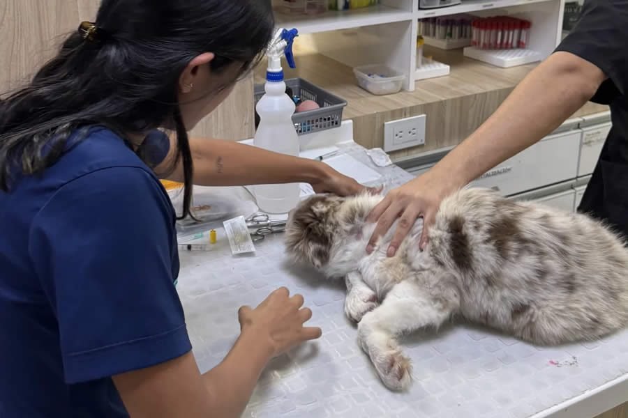 Medicina Interna para Perros y Gatos en Armenia