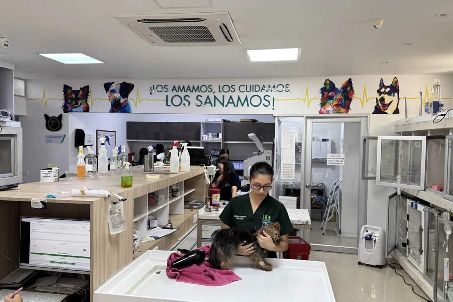 Oncologia veterinaria Armenia
